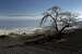 Chestnut tree and Gran Canaria