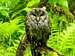 Spotted Owl