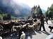 Sheep on the road to Alagna
