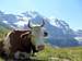Jungfrau Cow