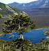 Arauracia tree in front of a small lake near Lonquimay