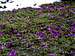 Field of Primulas