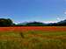 View over a field of poppies to Hoher Göll