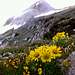 Alpine Ridge wildflowers
