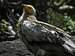 Egyptian Vulture