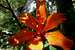 Fire lily (Lilium bulbiferum)