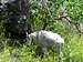 Black Hills Mountain Goat