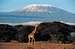 Kilimanjaro trek photos