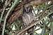 Madagascar scops owl