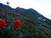 Indian Paintbrush on Indian Head