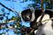 black-and-white ruffed lemur