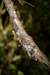 leaf tailed gecko 2