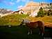 Avelignese horse at Alpe di Cisles
