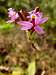 Epidendrum ellipticum