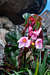 Begonia lanstyakii