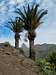 Roqe de Agando among palm trees