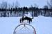 Dog-sledding in arctic Finland