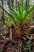 Brocchinia micrantha bromeliads