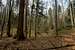 Primeval Carpathian forest