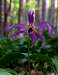 Dogtooth violet (Erythronium dens-canis)