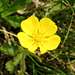 Mountain buttercup (<i>Ranunculus montanus</i>)