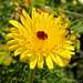 Unusual hawkweed flower