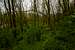 Lisia Gora beech forest