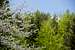 Subcarpathian forest