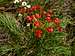Mature Cypress Spurge (<i>Euphorbia cyparissias</i>)