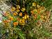 Late flowering Cypress Spurge (<i>Euphorbia cyparissias</i>)