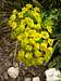 Cypress spurge (<i>Euphorbia cyparissias</i>)