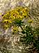 Cypress Spurge (<i>Euphorbia cyparissias</i>)