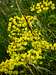 Cypress Spurge (<i>Euphorbia cyparissias</i>)