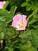 Prickly Rose (<i>Rosa acicularis</i>)?