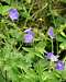 meadow cranesbill (<i>Geranium pratense</i>)