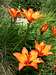 St John's lilies (Lilium bulbiferum), Appennino Parmense