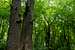 Lisia Gora forest