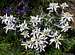 Leontopodium Alpinum (Edelweiss) - Gran Paradiso National Park
