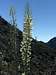 Yucca tree on Mt. Markham