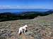 Tahoe (the dog) on Duane Bliss Peak with a view to his namesake