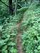 Between Doe Knob and Gregory Bald