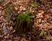 Mossy stump along Backbone Mtn HP trail