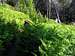Lush ferns along U Bracciu approach trail