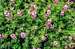 Lupine bush
