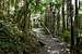 Forest on El Yunque Trail
