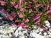 Common heather (Calluna vulgaris)
