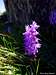 Blooming along Acellu descent (Orchidea Maculata)