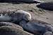Elephant Seals' birthing season