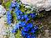Flora of PNGP (Gran Paradiso National Park): Gentiana Verna