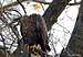 Mountain Wildlife - Bald Eagle